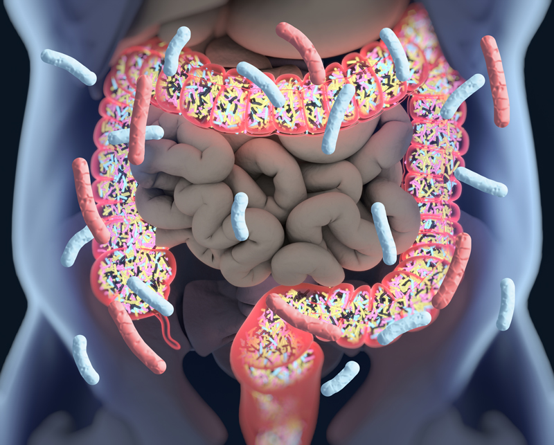 microbiote intestinal